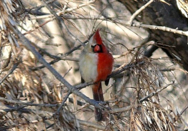 cardinal half-male and half-female