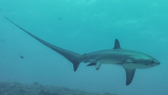 Shark giving Birth in the Ocean