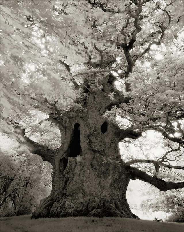 Majesty tree