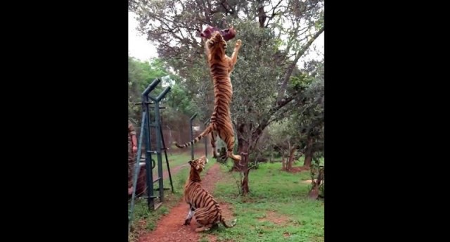 Tiger jumps
