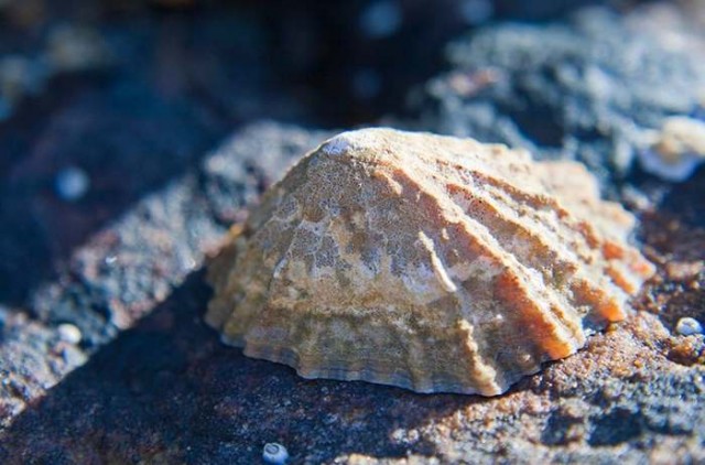 Limpet clinging to rocks around UK shores