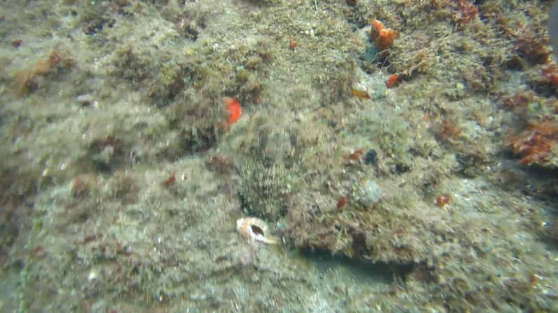 Octopus camouflage