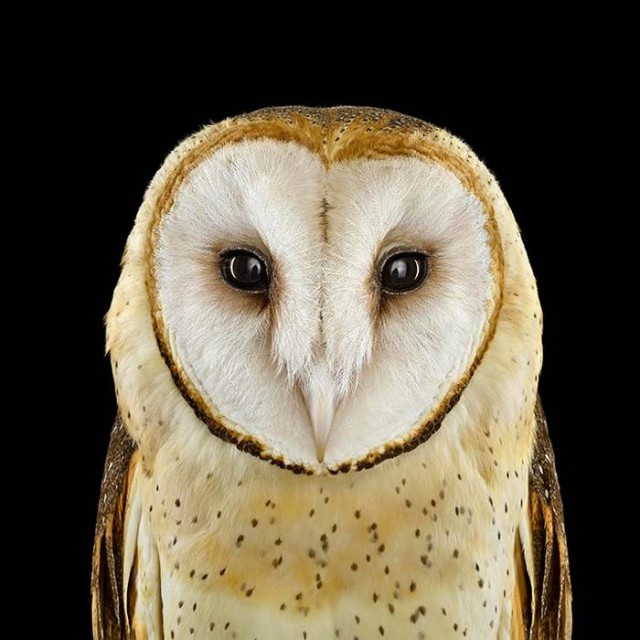 Owl Portrait (8)