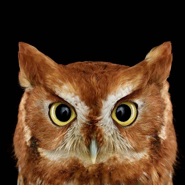 Owl Portrait (7)