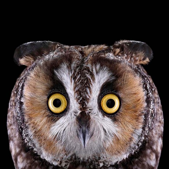 Owl Portrait (6)
