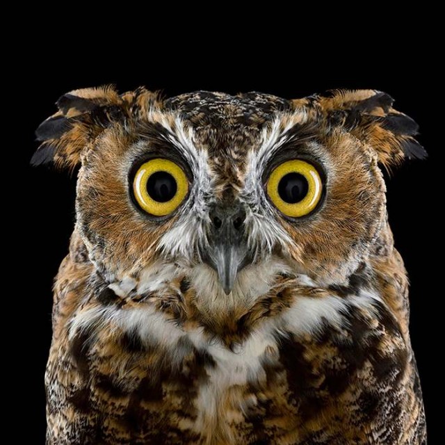 Owl Portrait (5)