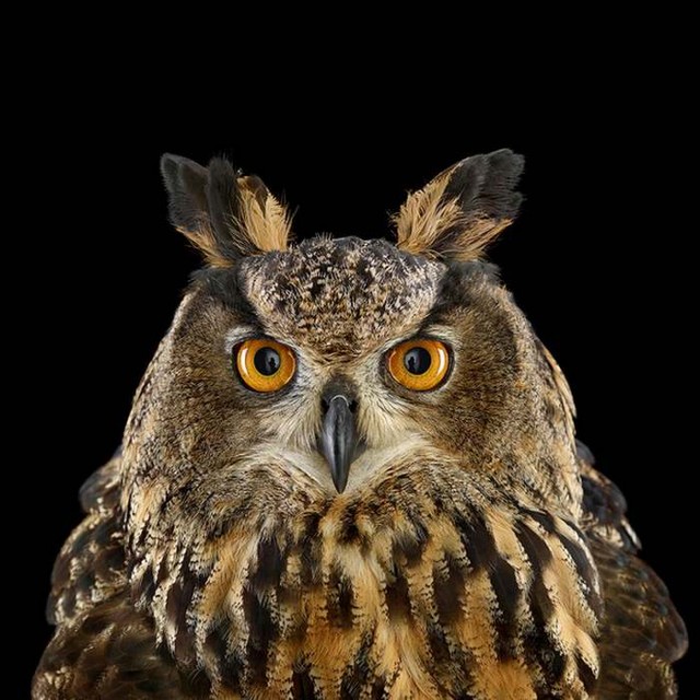 Owl Portrait (4)