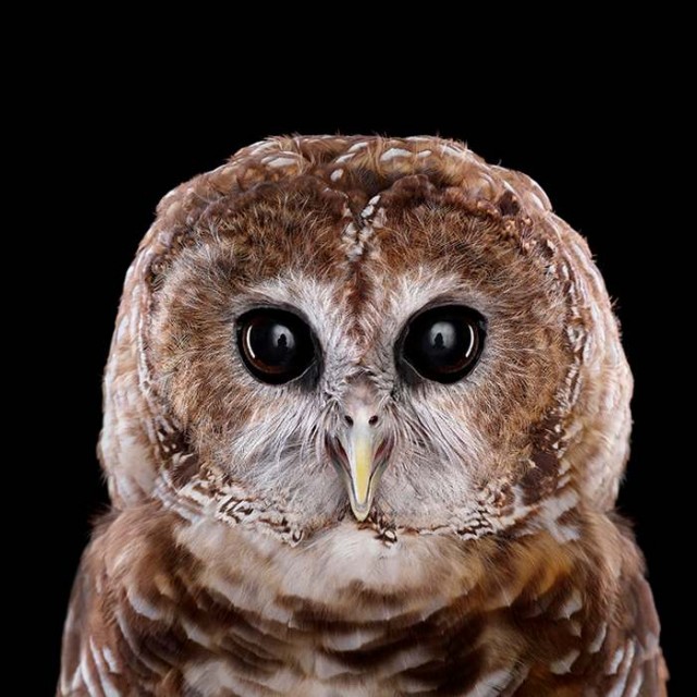 Owl Portrait (3)