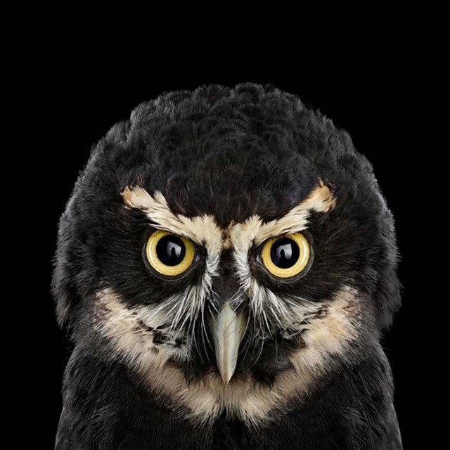 Owl Portrait (2)