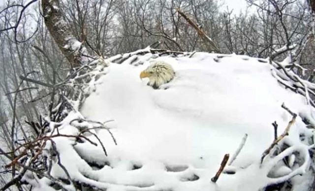 Snow-covered Bald Eagle