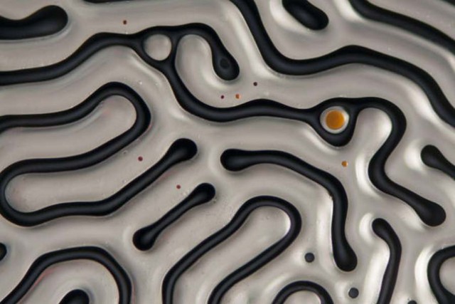 Microscopic world images (5)