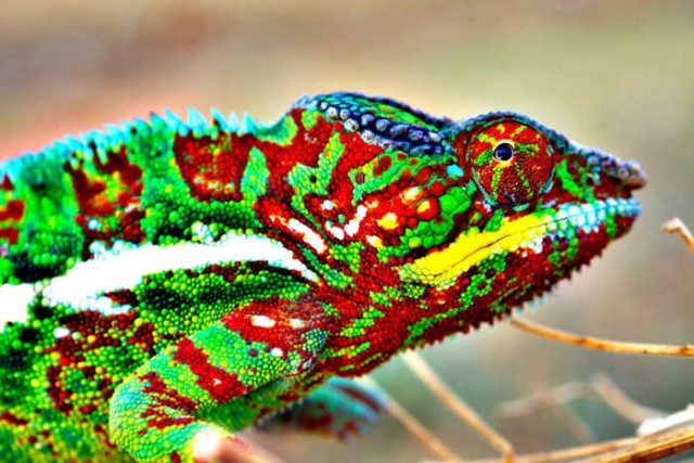 Chameleon