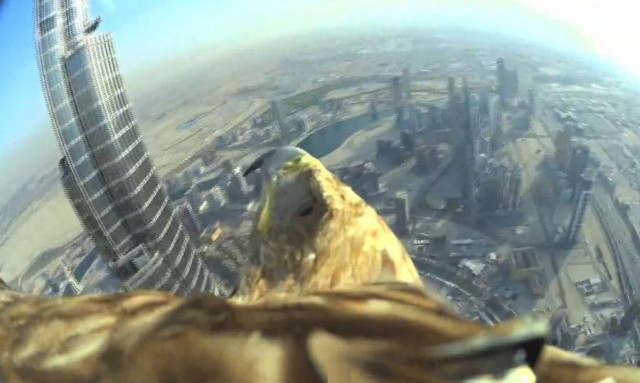 Eagle flight in Dubai 