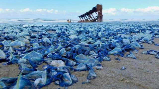 Blue Jellyfish washed ashore