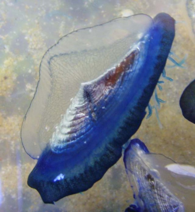 Blue Jellyfish Velella velella