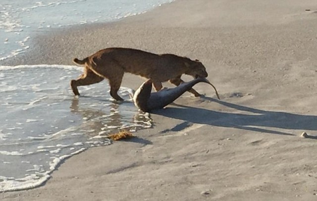 Bobcat is dragging a Shark