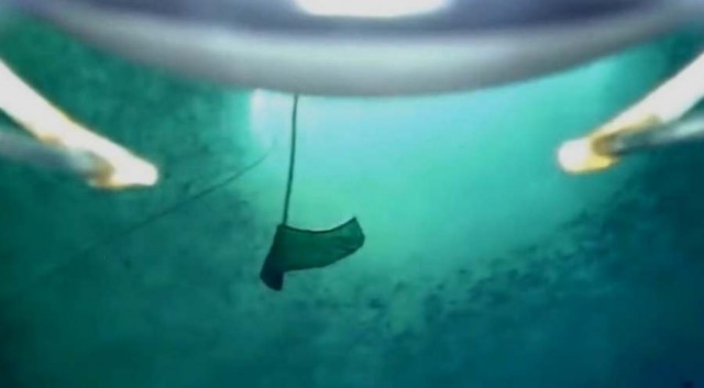 Creature on the Antarctic seabed 