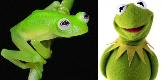 Real-life Kermit the Frog species 