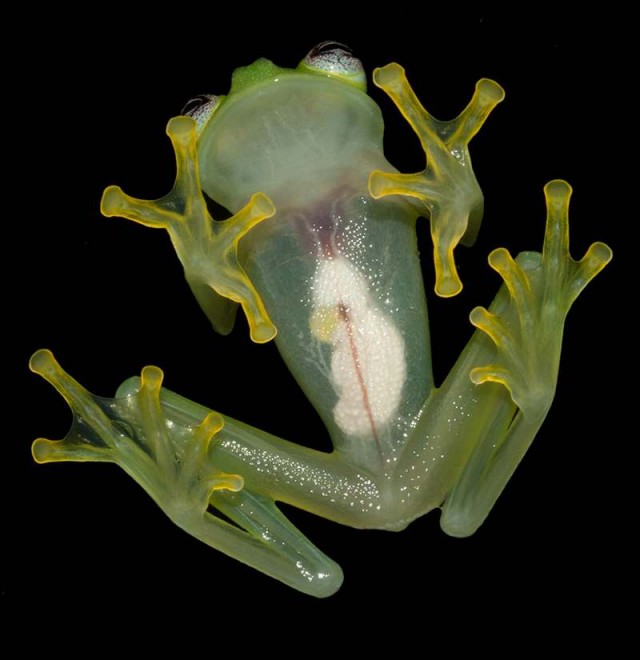 Frog Hyalinobatrachium dianae