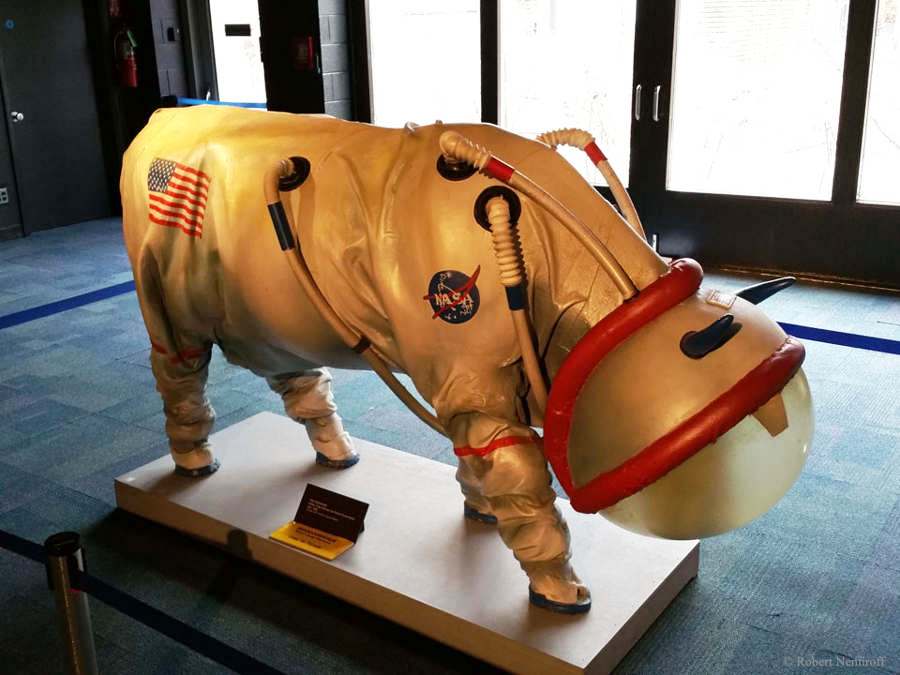 Cow's spacesuit