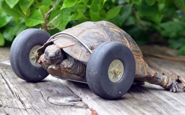 Tortoise gets wheels