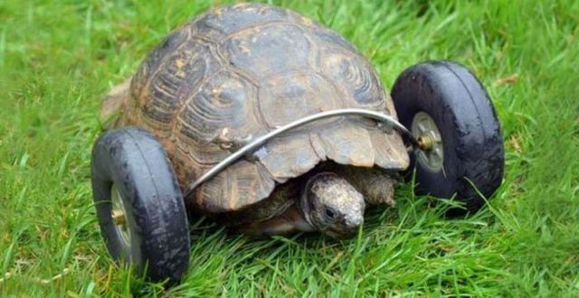 Tortoise gets wheels 2