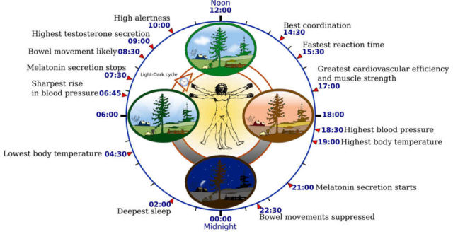 The human "biological clock"