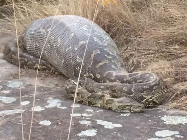 Python eating a Porcupine