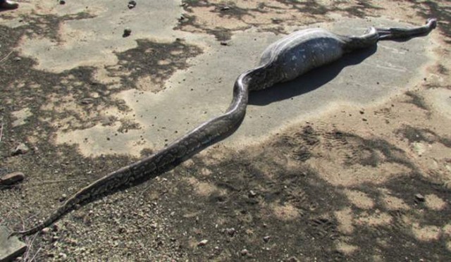 Python eating a Porcupine 2