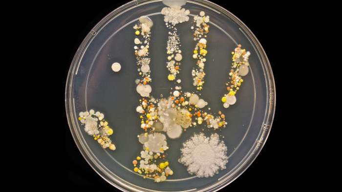 Bacteria on the Handprint