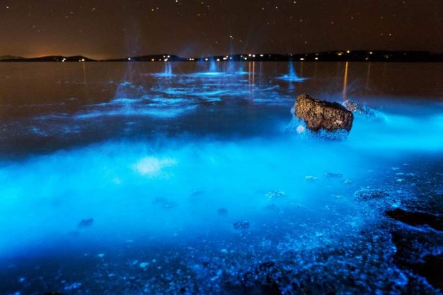 Bioluminescence phenomenon at River Derwent, Tasmania