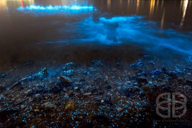 Bioluminescence phenomenon at River Derwent, Tasmania (7)