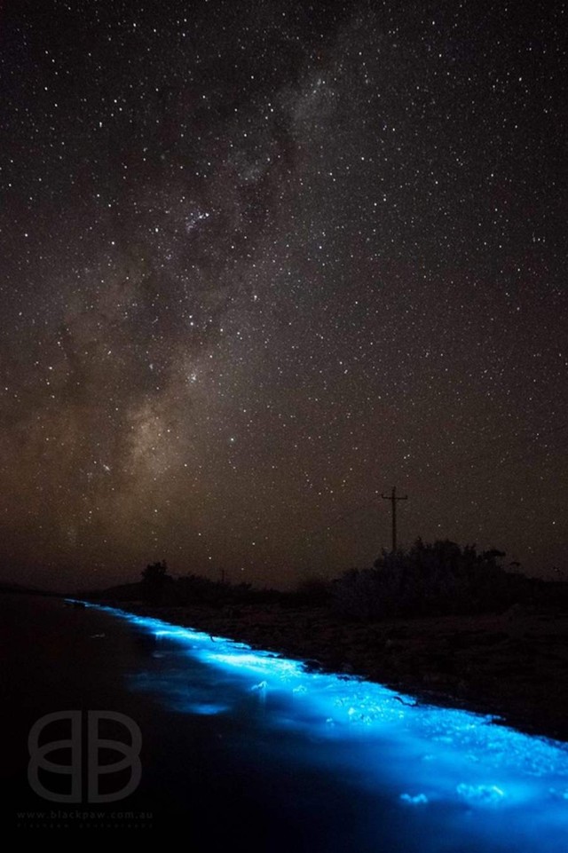 Bioluminescence phenomenon at River Derwent, Tasmania (5)