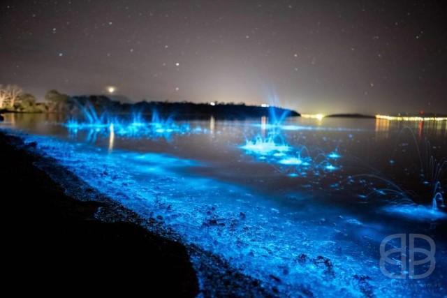 Bioluminescence phenomenon at River Derwent, Tasmania (3)