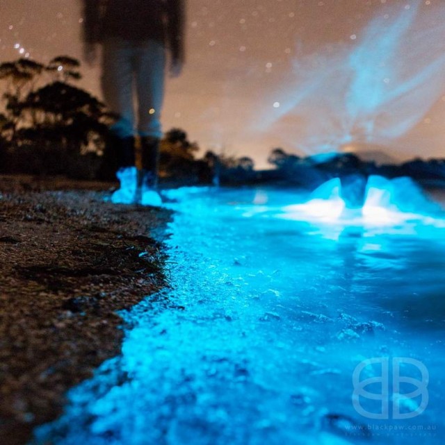 Bioluminescence phenomenon at River Derwent, Tasmania (2)