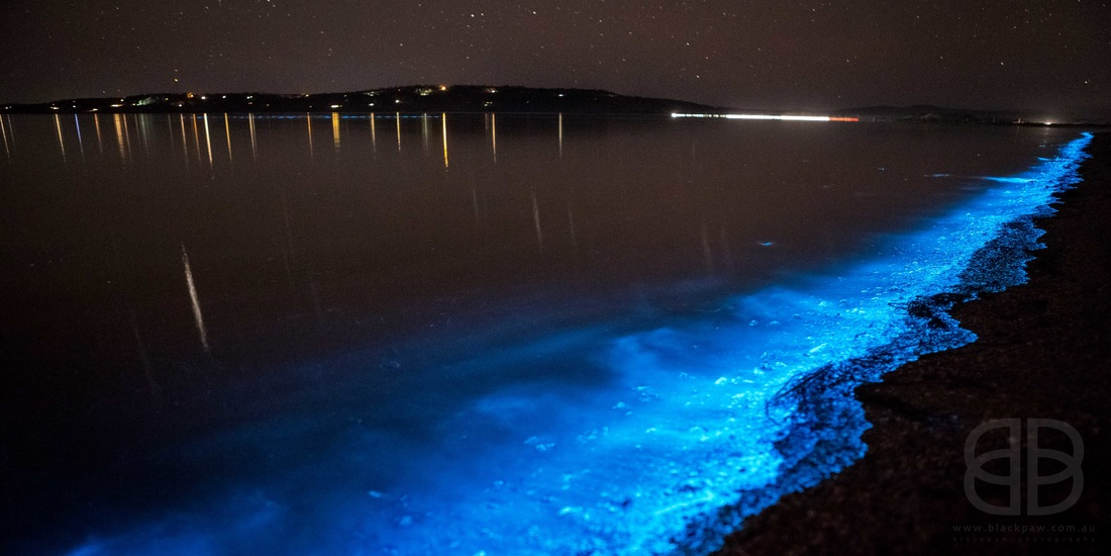 Bioluminescence phenomenon at River Derwent, Tasmania (1)