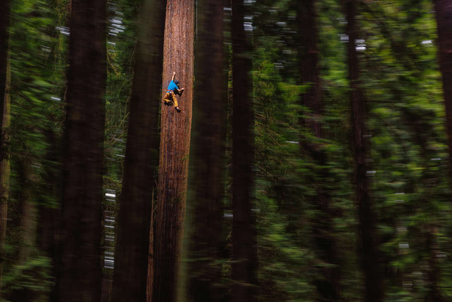 Free Climbing Huge Redwood
