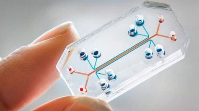 Lung-on-a-Chip computer chip