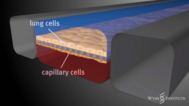 Lung-on-a-Chip