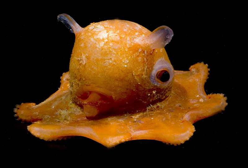Octopus Adorabilis (1)