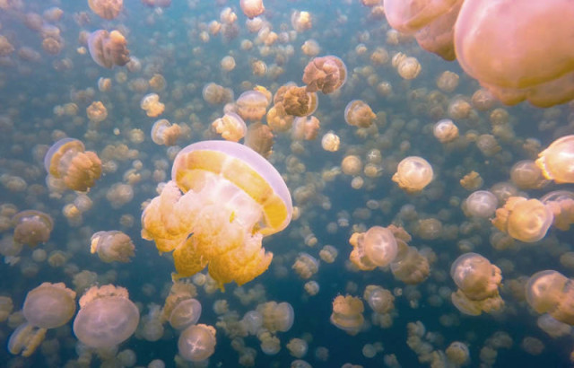  Jellyfish Lake