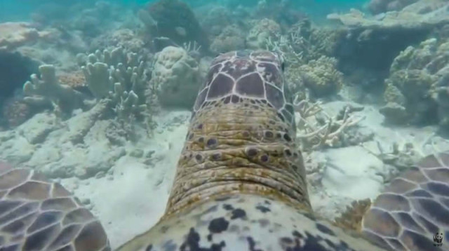 Turtle's eye-view of the Great Barrier Reef  
