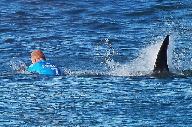 Surfer survives Shark attack