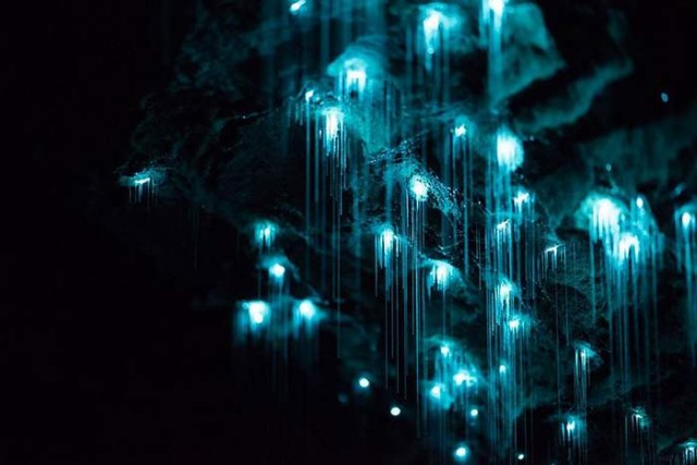 Glowworms in a New Zealand Cave