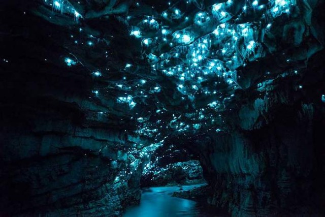 Glowworms in a New Zealand Cave (7)