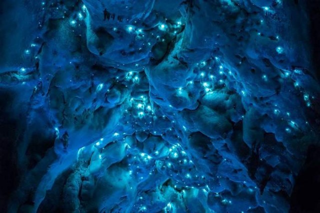 Glowworms in a New Zealand Cave (6)