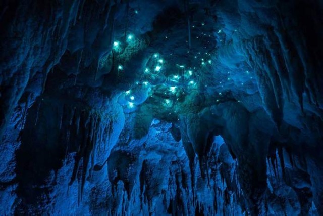 Glowworms in a New Zealand Cave (5)