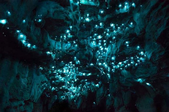Glowworms in a New Zealand Cave (3)