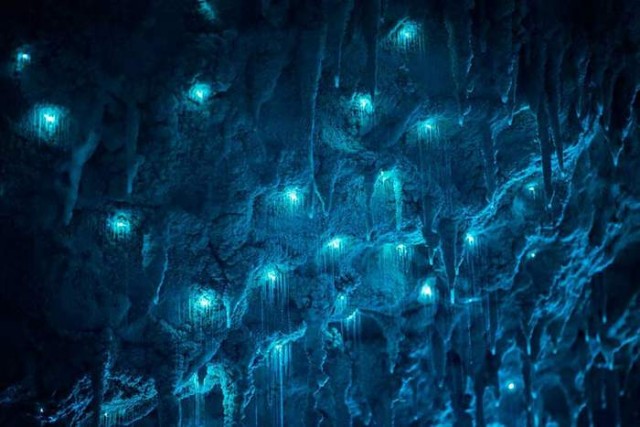 Glowworms in a New Zealand Cave (1)