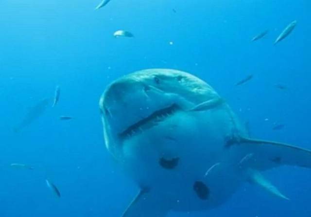 Biggest Great White Shark 
